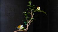 クラウドファンディングプロジェクト：京都・一休寺の植物をもとにうまれる、想像の「いきもの」展。この場所を大切に思う気持ちを広げたい