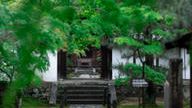 クラウドファンディングプロジェクト：京都・一休寺の植物をもとにうまれる、想像の「いきもの」展。この場所を大切に思う気持ちを広げたい