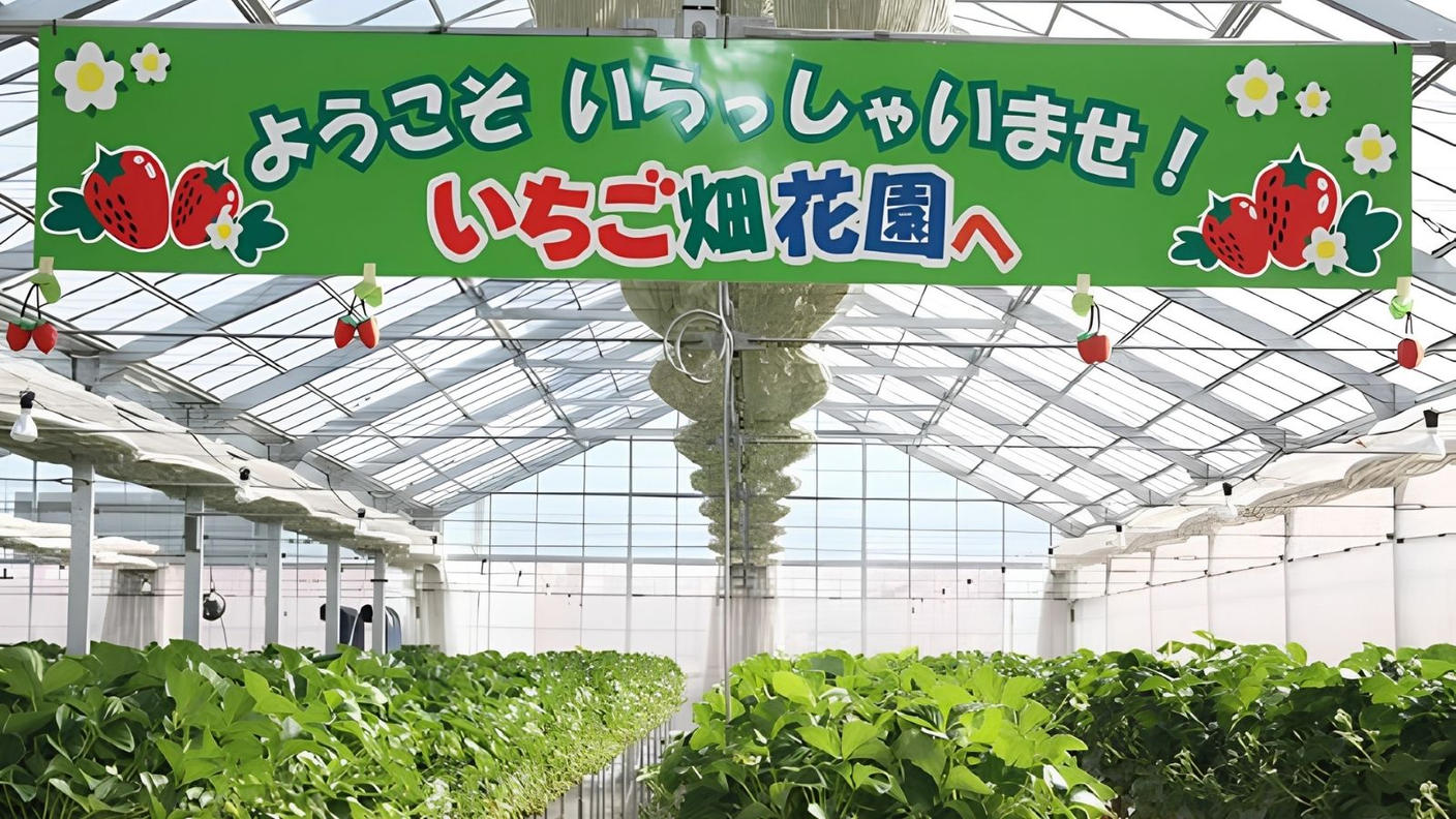 クラウドファンディングプロジェクト：旬のおいしさを、一年中。完熟「あまりん」の新しい楽しみ方を届けたい