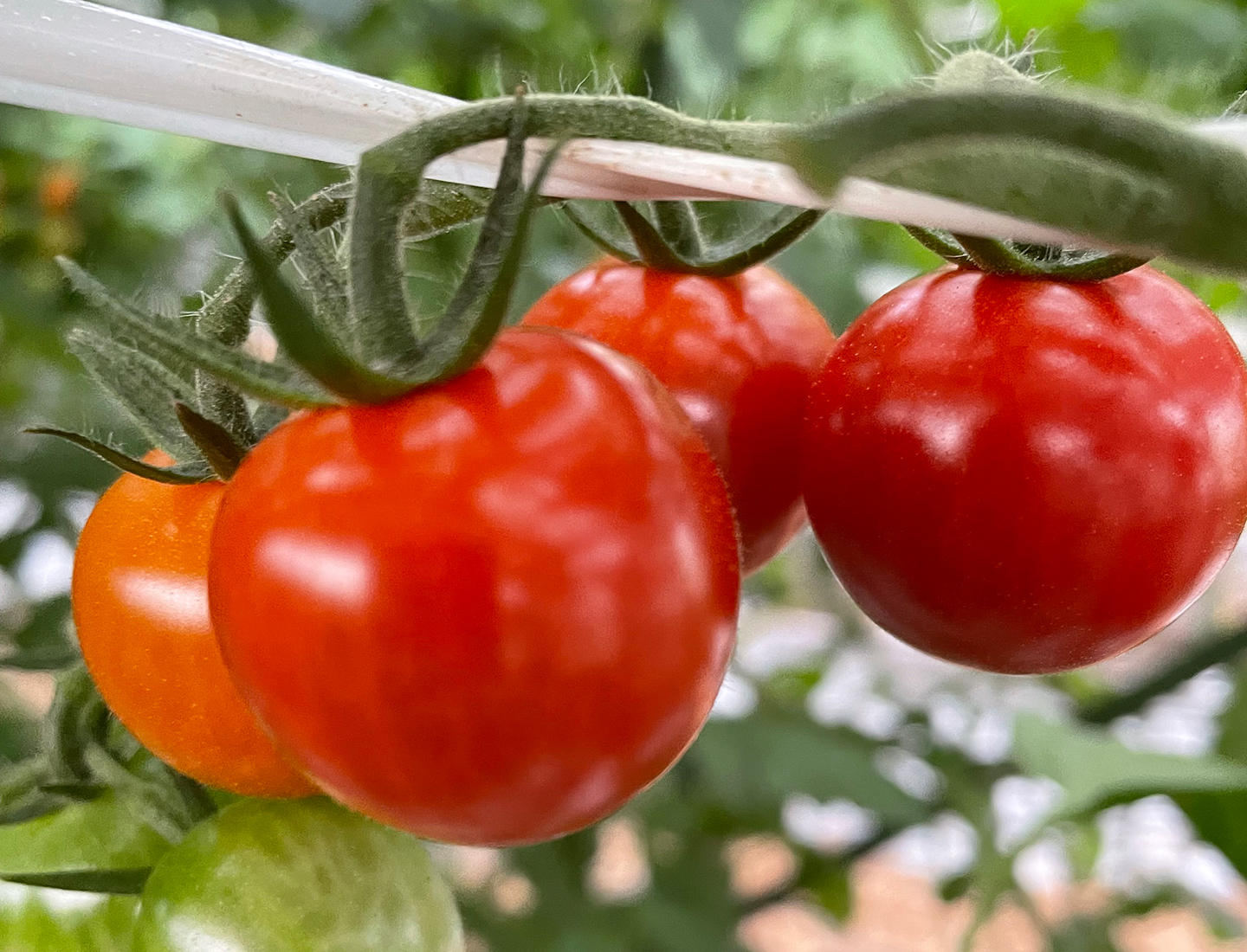 福岡・赤村の耕作放棄地を有機野菜で復興！新商品・有機セロリで作った