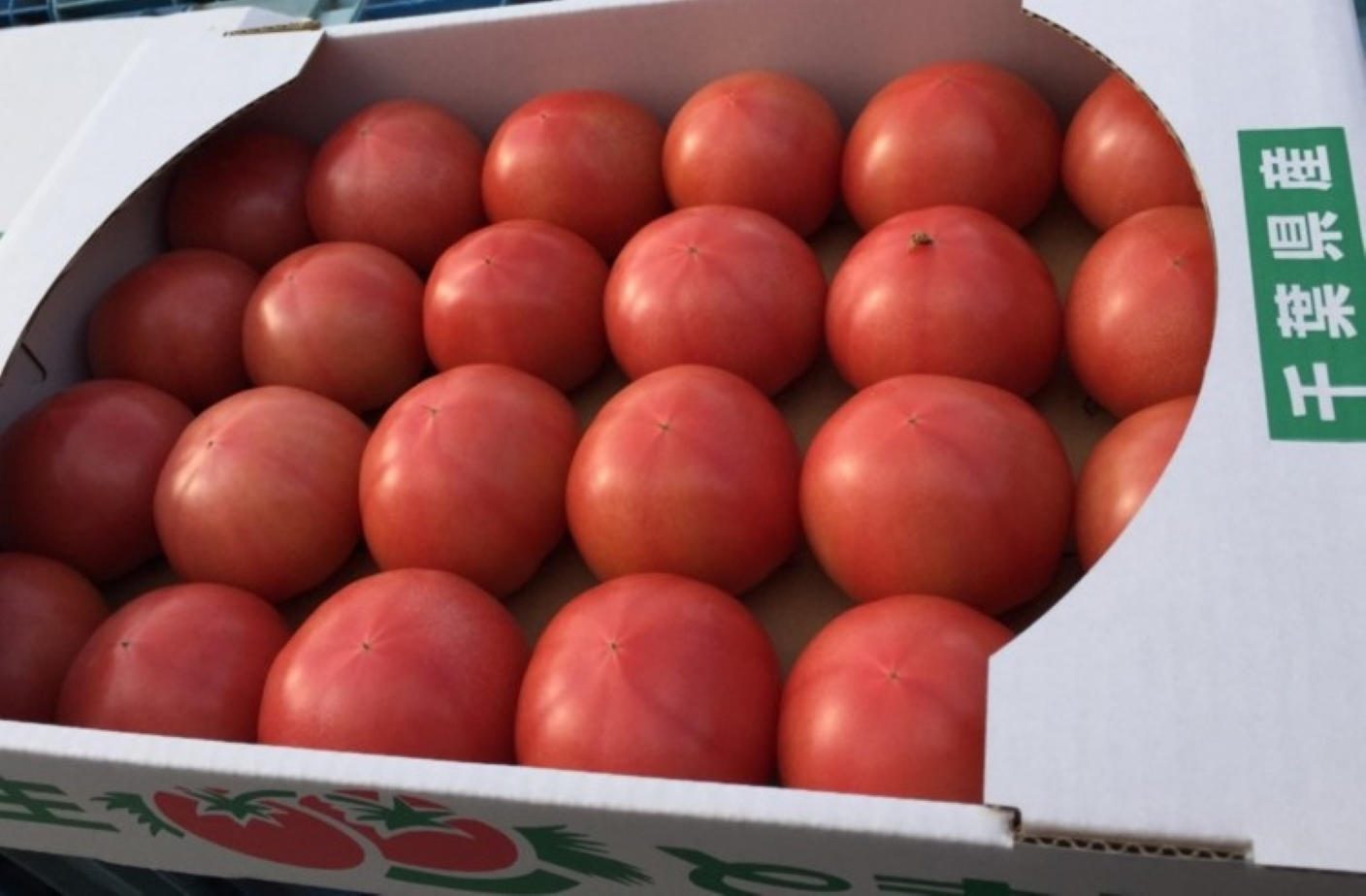九十九里、一宮の太陽の味がする。石井農園のおいしいトマト