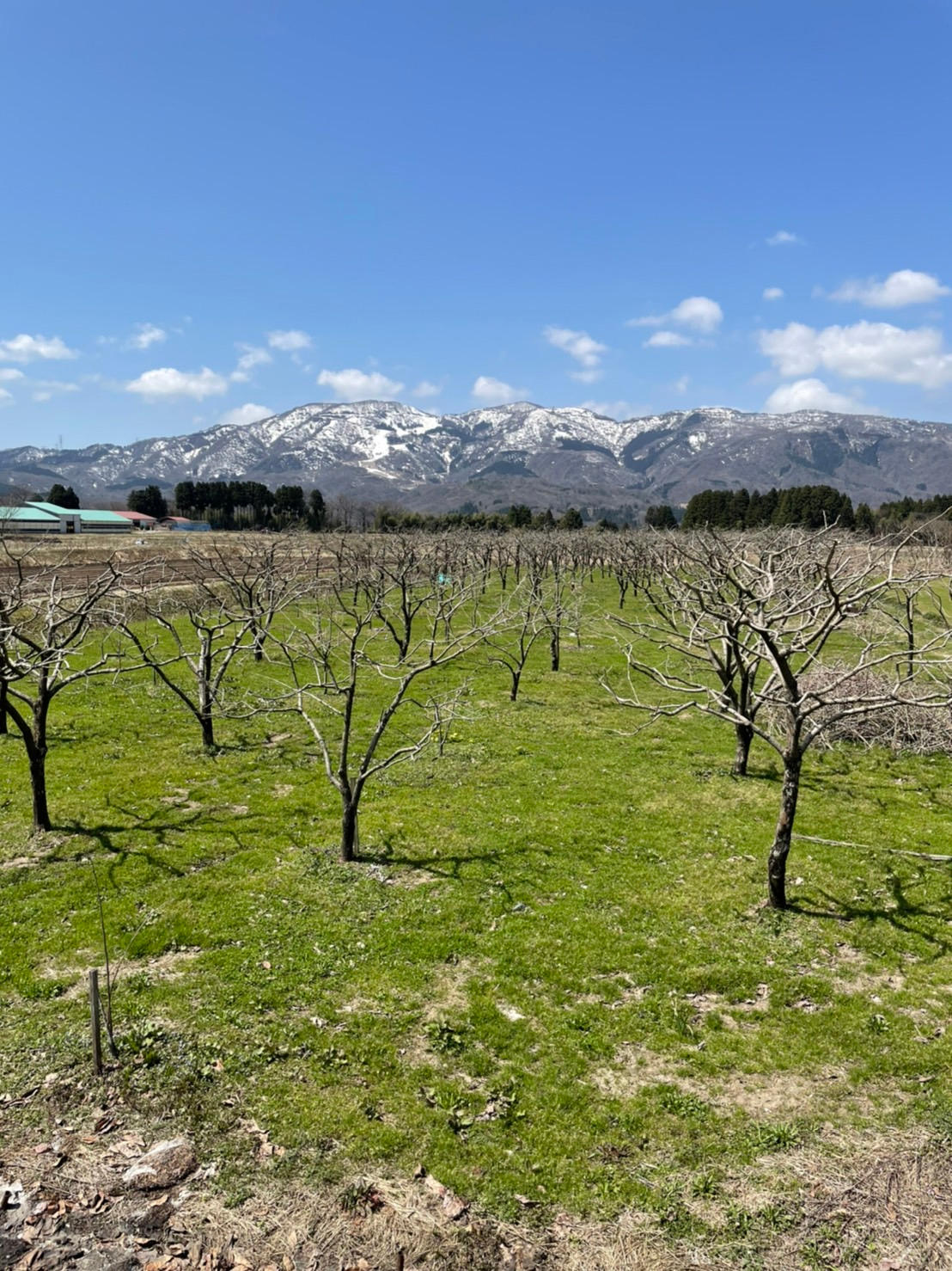 もはやスイーツ】とろ〜り甘い「あんぽ柿」お届け！富山県南砺市の希少