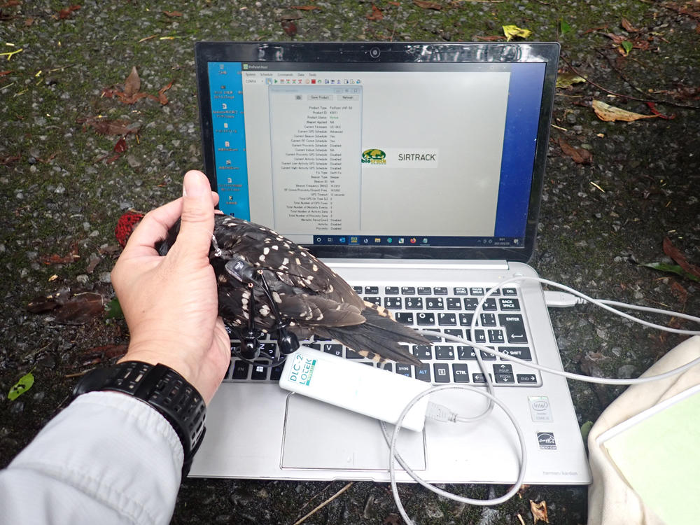 世界自然遺産奄美大島の絶滅危惧種「オーストンオオアカゲラ」の保全の