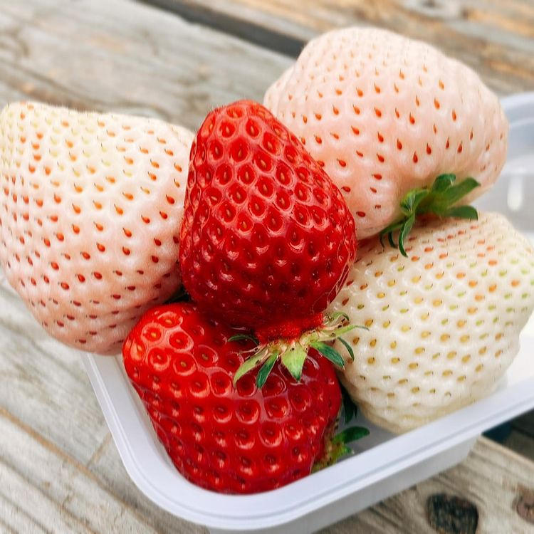 内山苺園から山武市初の苺狩りシーズンパス誕生！450坪の大型ハウスで