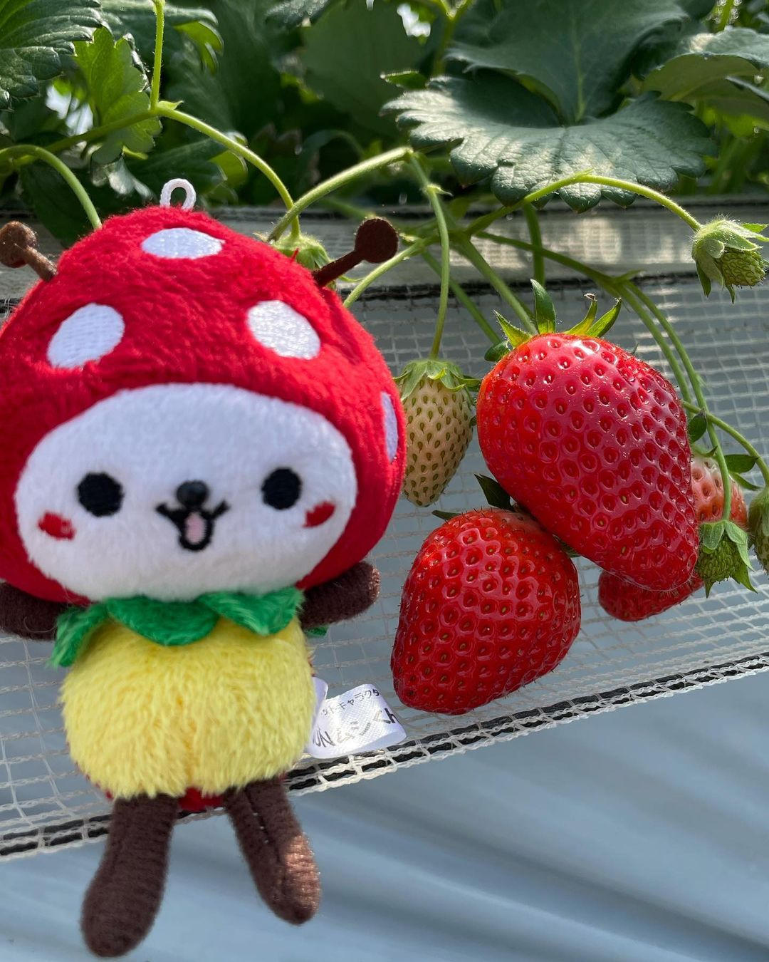 苺様ご確認ページ·͜· ⋆꙳ 贈答用いちごの配送について - あまどりいちごの加藤農園 樹上完熟あま