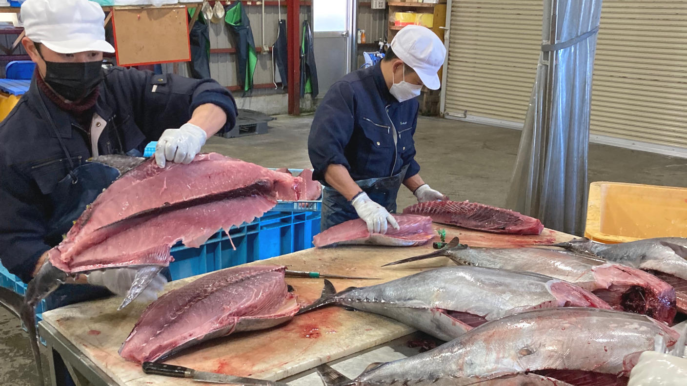千葉銚子産メジマグロ一匹7.2キロ。基本丸々発送します。三枚おろし希望はお申し出くださいませ。 ふるさと納税 銚子港水揚げ 生メバチマグロ(刺身用サク