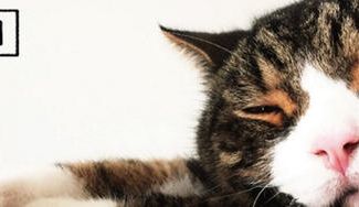 クラウドファンディングプロジェクト：あなたの素敵な家族の猫ちゃんをオリジナルトートバッグに！