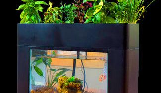 クラウドファンディングプロジェクト：アクアポニックス（さかな畑）を100人の自宅へ届けたい！