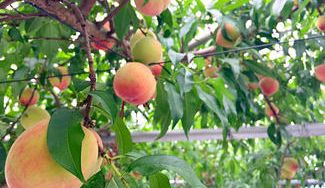 クラウドファンディングプロジェクト：もぎたて旬の甘〜い桃。熊本よりありがとうの気持ちを込めて！ハナウタカジツの贈り物。