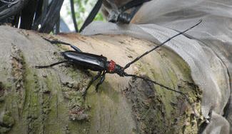 クラウドファンディングプロジェクト：日本のお花見がピンチ！「さくら守り隊」を組織して日本のサクラを害虫から守ろう