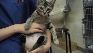 クラウドファンディングプロジェクト：アニマル・ウェルフェアに則った犬猫の殺処分ゼロを目指す動物病院の活動をご支援ください！