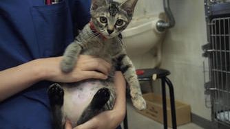 クラウドファンディングプロジェクト：アニマル・ウェルフェアに則った犬猫の殺処分ゼロを目指す動物病院の活動をご支援ください！