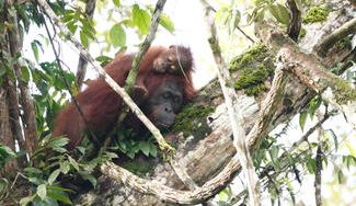 クラウドファンディングプロジェクト:生物多様性の宝庫ボルネオで植林・育林による森林再生のしくみをつくる。豊かな熱帯雨林を未来につなぎたい