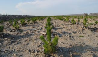 クラウドファンディングプロジェクト：東日本大震災復興　海岸林再生プロジェクト