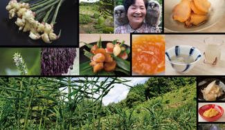 クラウドファンディングプロジェクト：広島県北の山里、神石高原町の「高原生姜」を食べていただき、耕作放棄地の活用につなげたい！