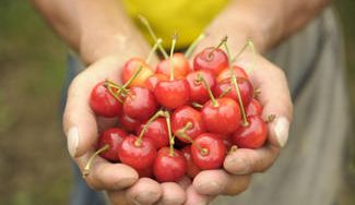 クラウドファンディングプロジェクト：冬なのに さくらんぼ⁉北海道 大橋さくらんぼ園から冷凍さくらんぼをお届け！