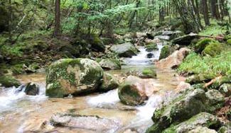 クラウドファンディングプロジェクト：森は命！水源の森を守ろう！生態系豊かな水源の森づくりをして次世代に渡していこう