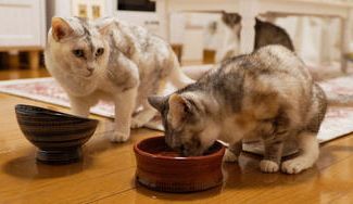 クラウドファンディングプロジェクト:愛猫も家族と一緒の陶器でごはん!“猫専用”のかわいい小石原焼食器を先行限定発売