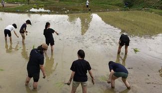 クラウドファンディングプロジェクト：【中学生が泥にまみれて】古代米田んぼプロジェクト【コロナに負けない帝塚山学園】