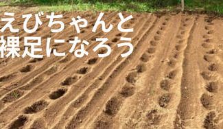 クラウドファンディングプロジェクト：【「裸足で畑」プロジェクト】えびちゃんと畑で裸足になろう！