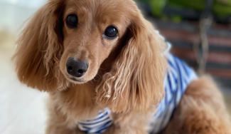 クラウドファンディングプロジェクト：ワンコさんが本当に喜ぶお洋服作ってみませんか？ママとワンコさんの心と心を繋ぐお手伝いがしたい♡