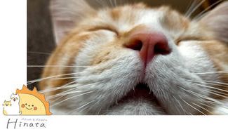 クラウドファンディングプロジェクト：地元あわらに、安心して預けられるペットホテルを作りたい！