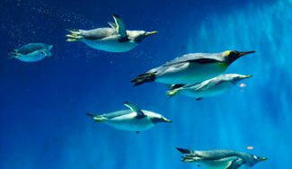 クラウドファンディングプロジェクト:長崎ペンギン水族館 開館20周年記念これまでの「ありがとう」を皆様へ届けたい!
