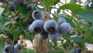 クラウドファンディングプロジェクト：自慢の「本物のブルーベリーの美味しさ」を味わっていただき、収穫体験を通して里山の価値を感じてほしい