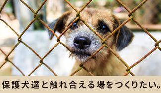 クラウドファンディングプロジェクト:帰るところがないワンちゃん。保護犬たちと遊べるミニドックランを作りたい!
