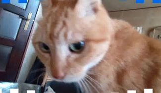 クラウドファンディングプロジェクト：【保護猫プロジェクト】帰る場所がなく衰弱して亡くなっていく猫達に、幸せに暮らせる里親を見つけたい！