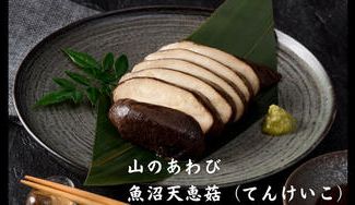 クラウドファンディングプロジェクト：【新潟県南魚沼市】まるで"あわび"のような巨大シイタケ魚沼天恵菇（てんけいこ）の「山のあわび」