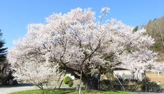 クラウドファンディングプロジェクト：【美しい百年桜プロジェクト】長野県中川村　中川西小学校に咲く百年以上の歴史を持つ桜を守りたい