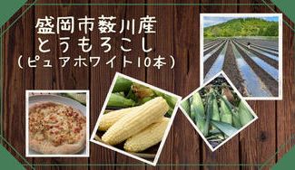 クラウドファンディングプロジェクト：【岩手県盛岡市薮川】メロン級の甘さ！本州一の厳寒地が生んだ幻のとうもろこし”ピュアホワイト”
