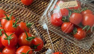 クラウドファンディングプロジェクト：九十九里、一宮の太陽の味がする。石井農園のおいしいトマト。