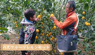 クラウドファンディングプロジェクト：【東京都八丈島】大きさにびっくり！特産品の八丈フルーツレモンとレモンジャム・マーマレードをお届け