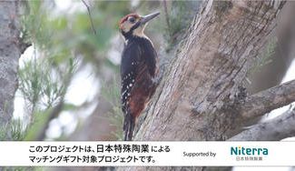 クラウドファンディングプロジェクト：世界自然遺産奄美大島の絶滅危惧種「オーストンオオアカゲラ」の保全のための調査・研究にご支援ください！