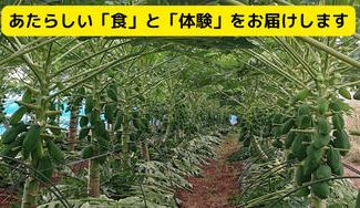 クラウドファンディングプロジェクト：スーパーフード・グリーンパパイアを「食べて健康、元気に美しく」をお届けしたい！