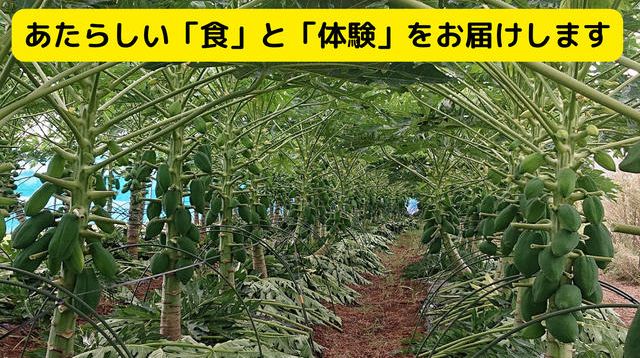 飯島です❢青パパイヤ10キロ超え❢自然栽培♪ ed8965f467bcf89f5a71f88ad395dc