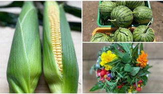 クラウドファンディングプロジェクト：勝浦の海と里山が育む、畑のスペシャリテ！プロの料理人にも提供する旬の夏野菜とフルーツをお届け