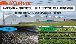 クラウドファンディングプロジェクト：ついに初出荷！いすみ市大原から、独自のアワビ陸上養殖技術で地域を活性化します！