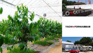 クラウドファンディングプロジェクト：国産コーヒー苗木のオーナー様募集中（募集期間10月末日まで）八千代市で生育中。見学可