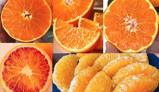 クラウドファンディングプロジェクト:中島の農家を救いたい!絶好の土地環境で作られる中島の季節の美味しい柑橘類をお届け!