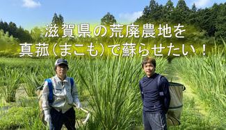 クラウドファンディングプロジェクト:滋賀県の荒廃農地を真菰(まこも)で蘇らせたい~農地衰退化を真菰で新規就農&農福連携プロジェクト