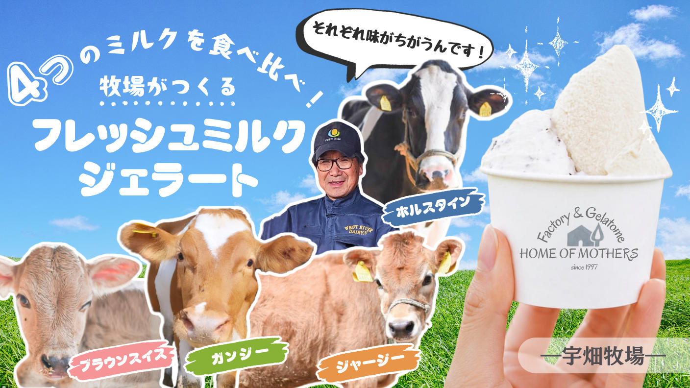 クラウドファンディングプロジェクト：牛乳の味ってこんなに違うの！？4品種のミルクを“食べ”くらべる　宇畑牧場のジェラートセット