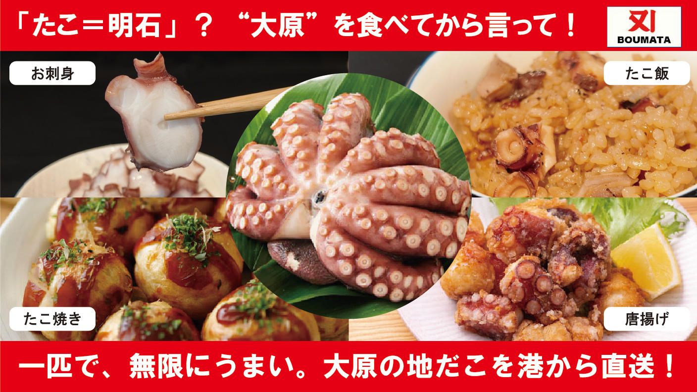 クラウドファンディングプロジェクト：明石と並ぶ日本の２大タコ！ぷりぷりで旨味溢れ出す大原産“地だこ”を港から直送！