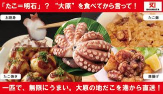 クラウドファンディングプロジェクト：明石と並ぶ日本の２大タコ！ぷりぷりで旨味溢れ出す大原産“地だこ”を港から直送！