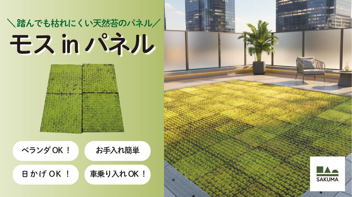 天然岩芝・塊根植物 苔付き お手入れ簡単！ベランダOK！芝のように使える踏んでも枯れにくい天然苔
