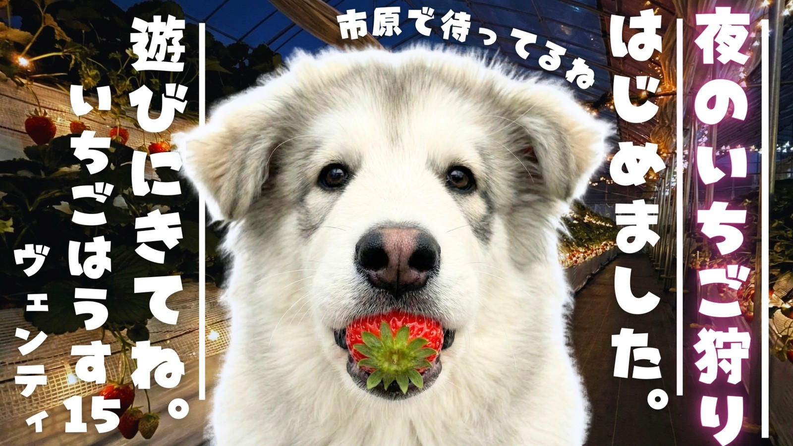 1日1組限定！市原で“夜のいちご狩り”はじめました。バレンタイン
