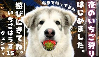 クラウドファンディングプロジェクト：1日1組限定！市原で“夜のいちご狩り”はじめました。バレンタイン＆ホワイトデー特別プランもご用意！