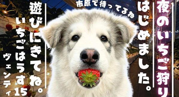 クラウドファンディングプロジェクト：1日1組限定！市原で“夜のいちご狩り”はじめました。バレンタイン＆ホワイトデー特別プランもご用意！